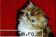 Imagini cu animale - Tao_Jun - Imagini